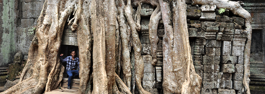 Angkor jungle temple Ta Prohm Tetrameles tree in third enclosure Angkor jungle temple Ta Prohm Tetrameles tree in third enclosure